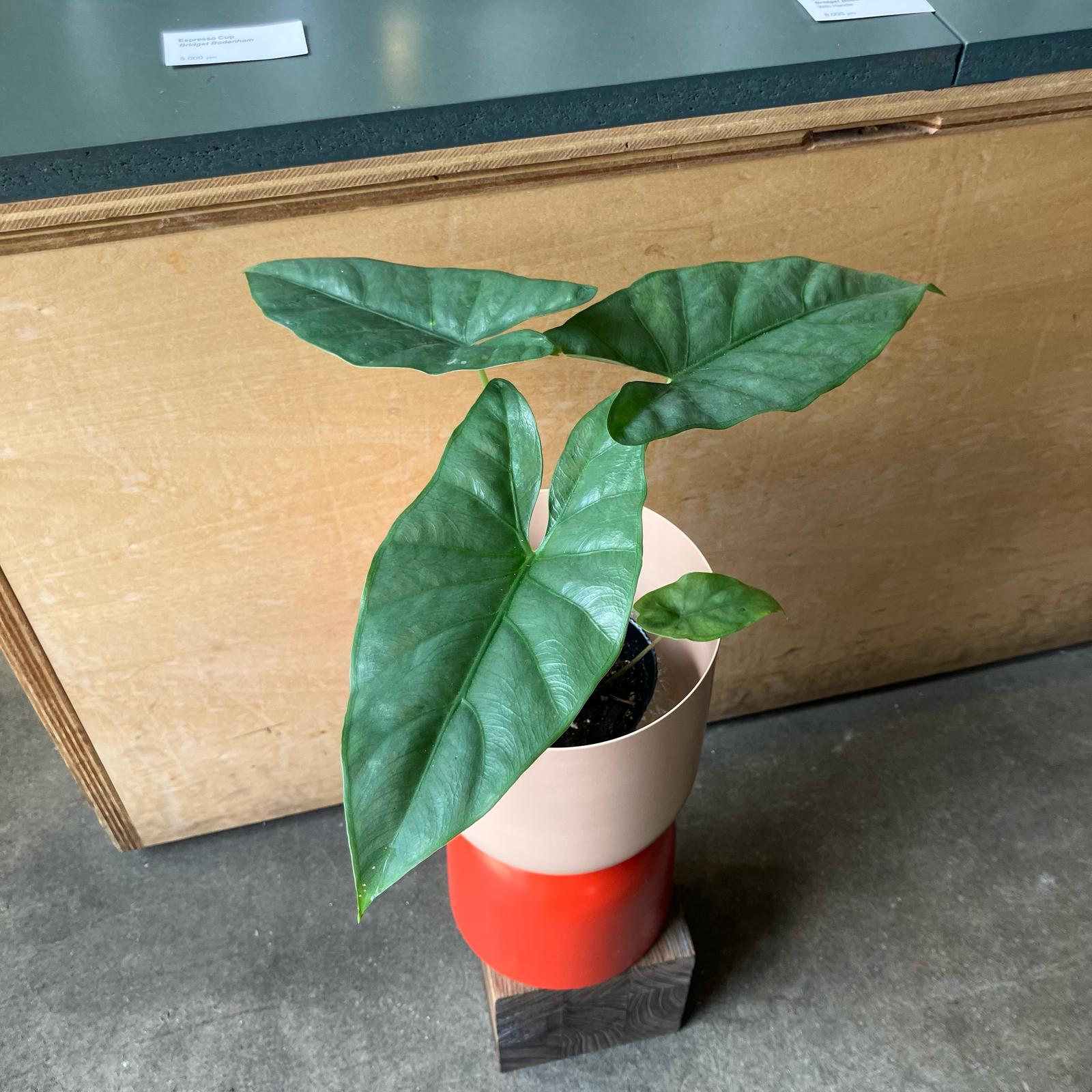 Alocasia アロカシア コラゾン I インドアプランツ I プラント