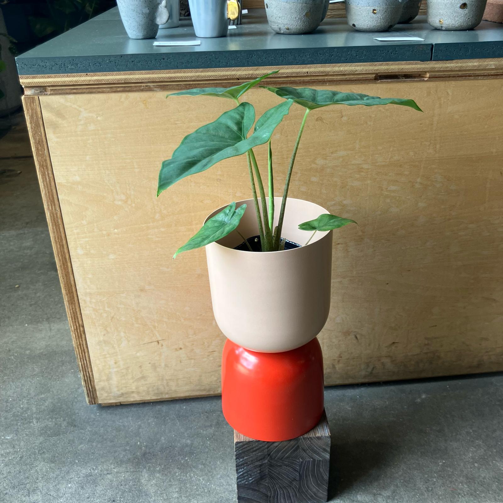 Alocasia アロカシア コラゾン I インドアプランツ I プラント