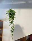Parthenocissus sugarvine シュガーバイン