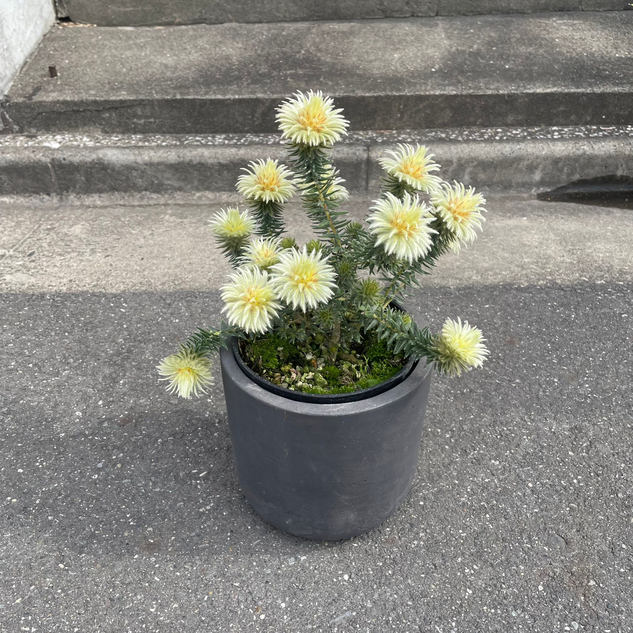 Phylica 'Pubescens' フィリカ・プベッセンス I プラントソサエティ