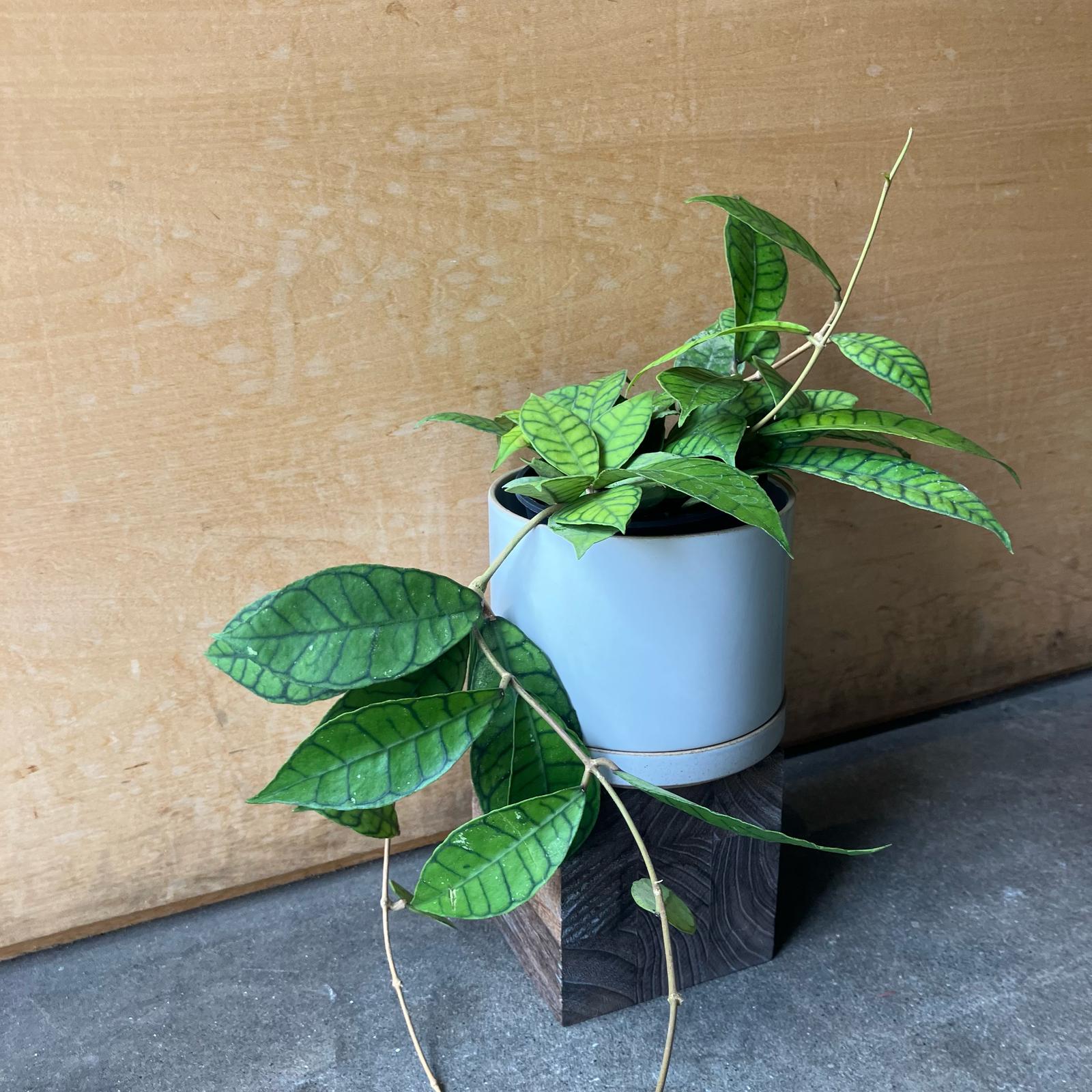 Hoya callistophylla　ホヤ　カリストフィラ　　熱帯植物　着生植物　 □近藤園芸さんのホヤ□ ホヤ カリストフィラAH-003 Hoya