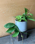 Hoya callistophylla ホヤ カリストロフィラ