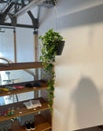 Parthenocissus sugarvine シュガーバイン
