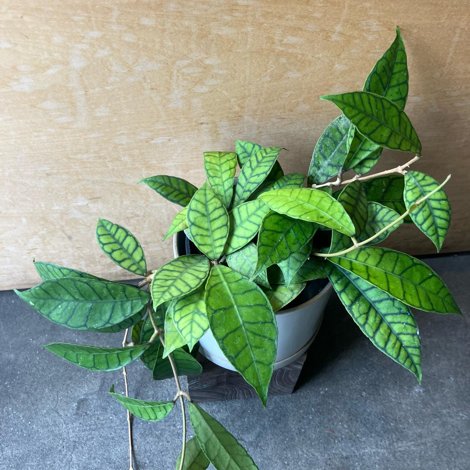 ホヤ カリストロフィラ I インドアプランツ I プラントソサエティ