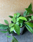 Hoya callistophylla ホヤ カリストロフィラ
