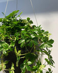 Parthenocissus sugarvine シュガーバイン