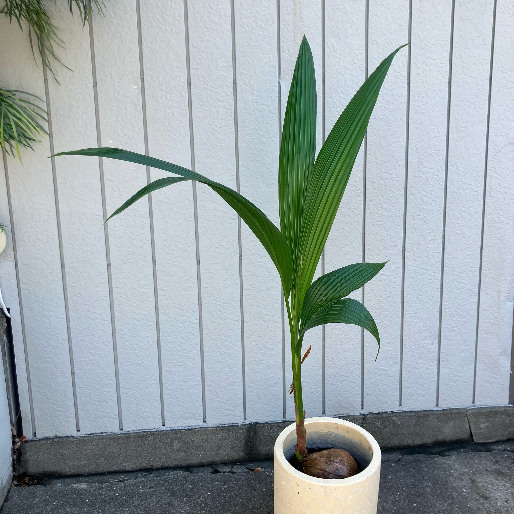 ココヤシ I インドアプランツ I プラントソサエティトーキョー