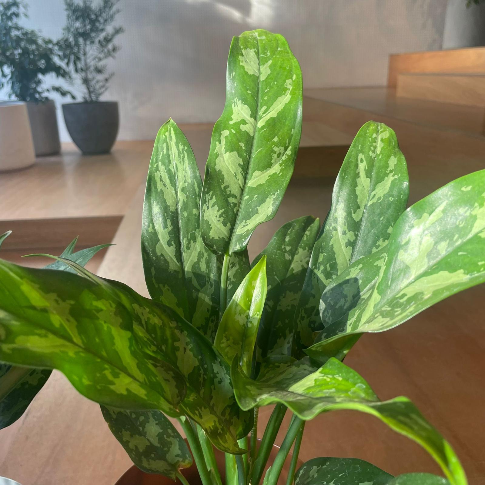 アグラオネマ マリア I インドアプランツ I プラントソサエティ