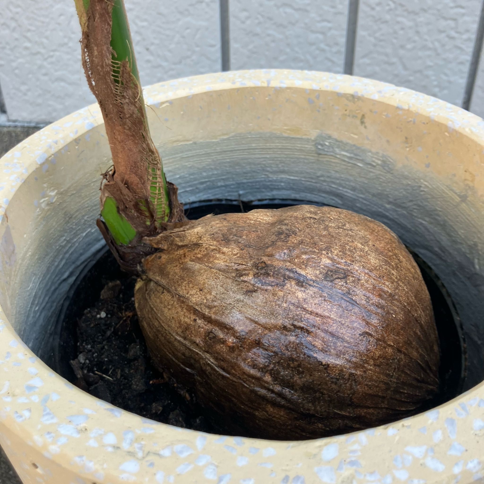 ココヤシ I インドアプランツ I プラントソサエティトーキョー