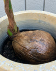 Coconut ココヤシ