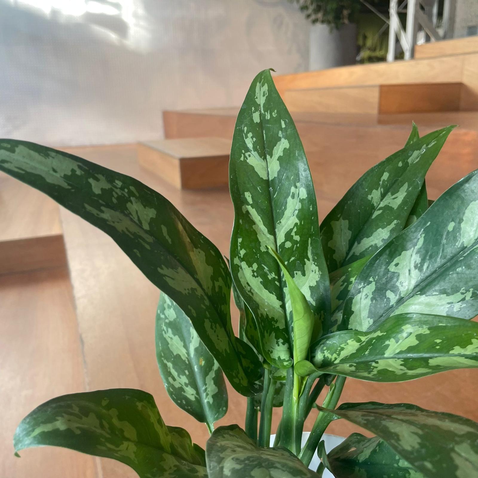 アグラオネマ マリア I インドアプランツ I プラントソサエティ