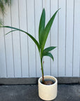Coconut ココヤシ
