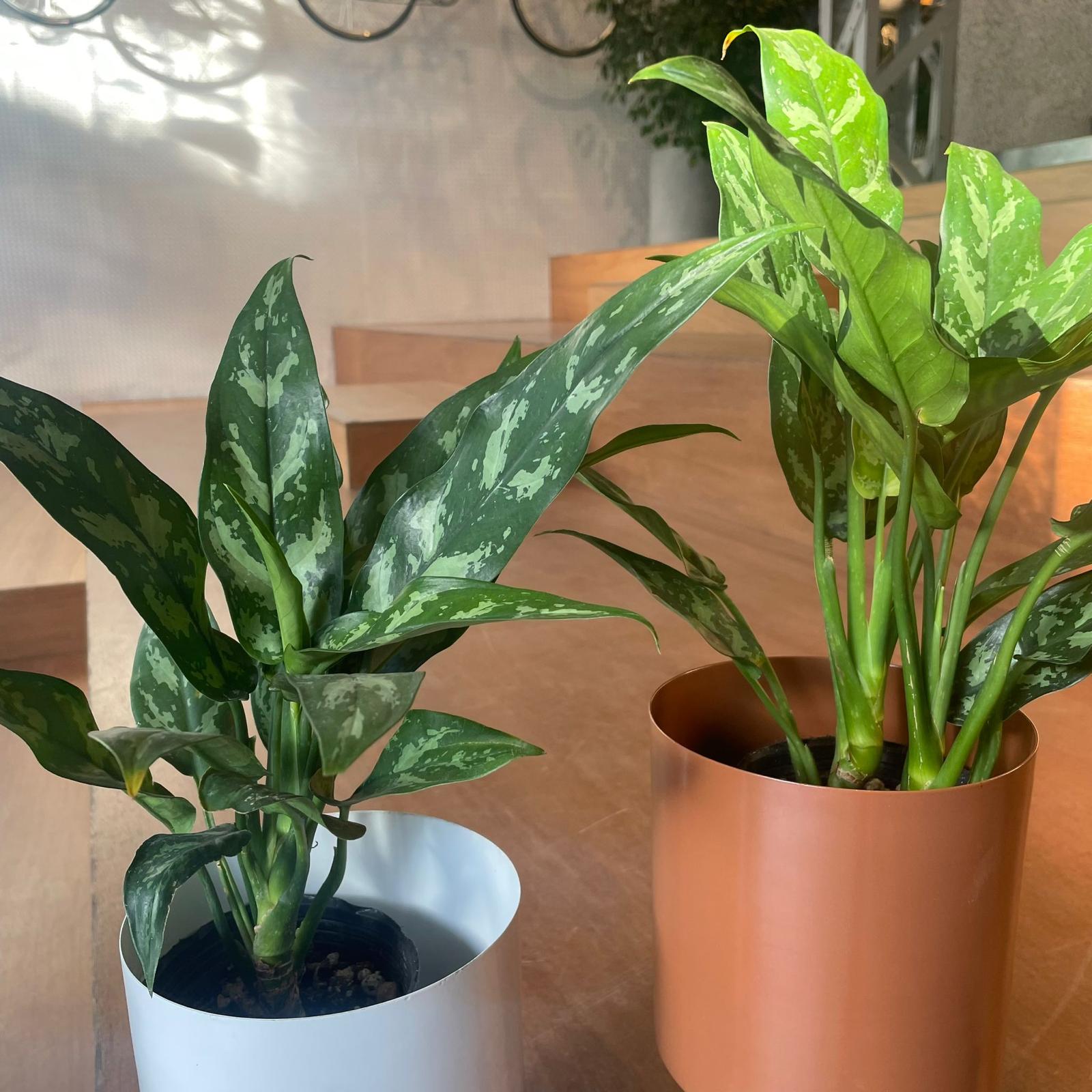 その他観葉植物 Aglaonema Medusa Aglaonema Medusa - メルカリ