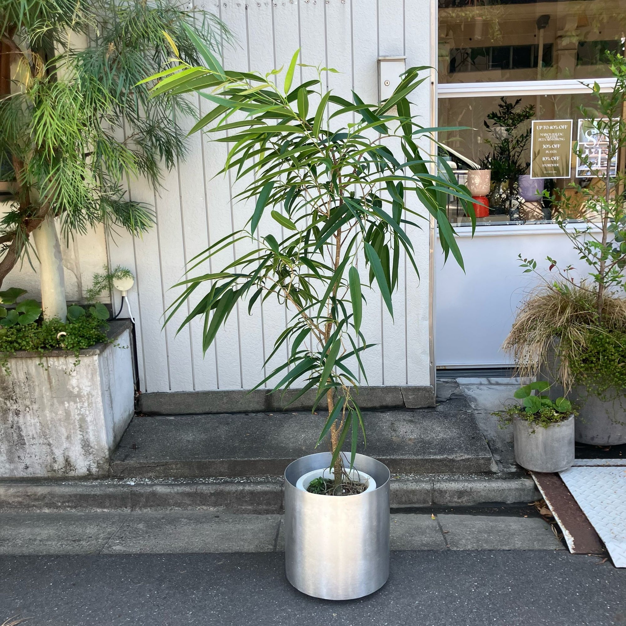 Narrow leaf fig ショウナンゴムノキ