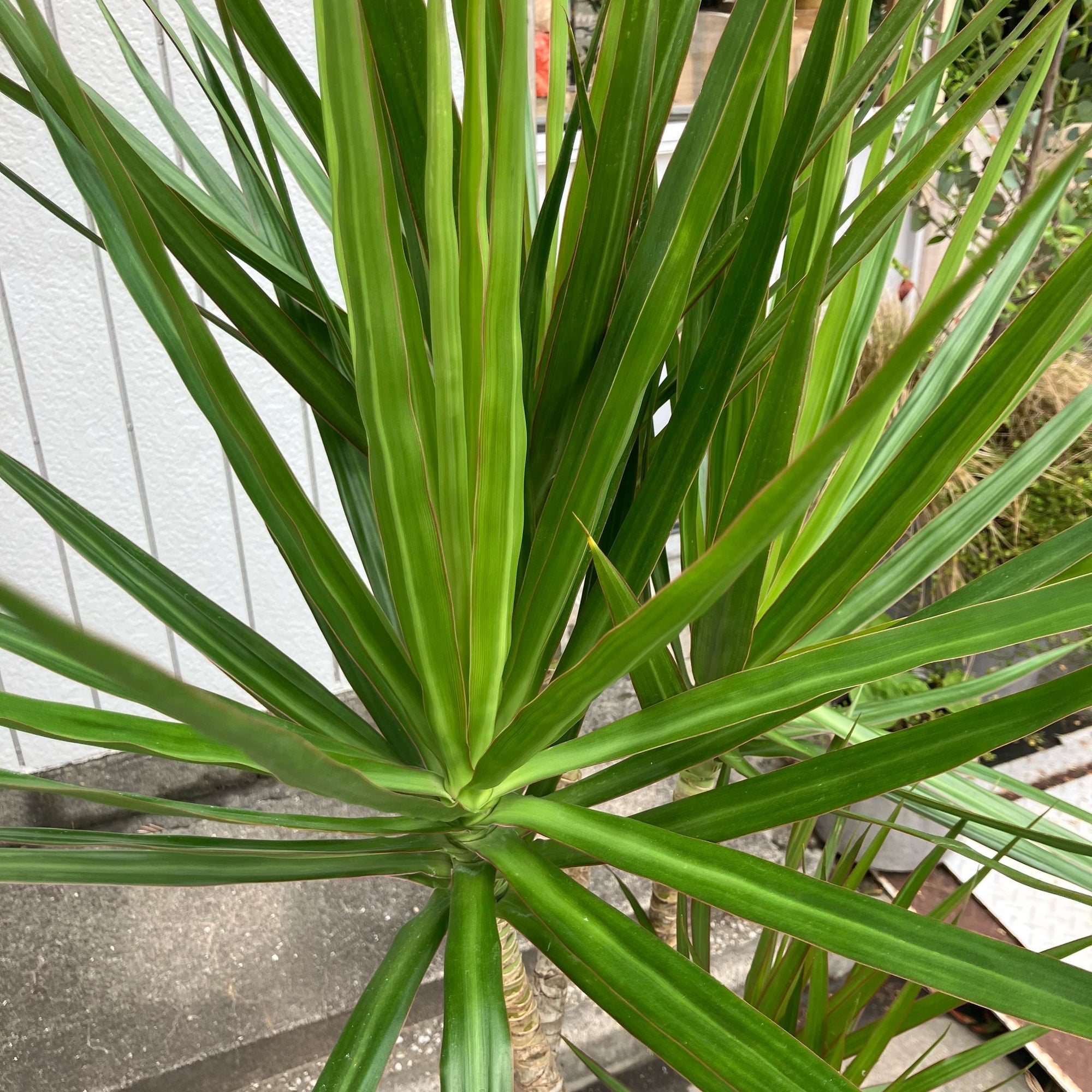 Dragon Tree ドラセナ コンシンネ 龍