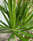 Dragon Tree ドラセナ コンシンネ 龍