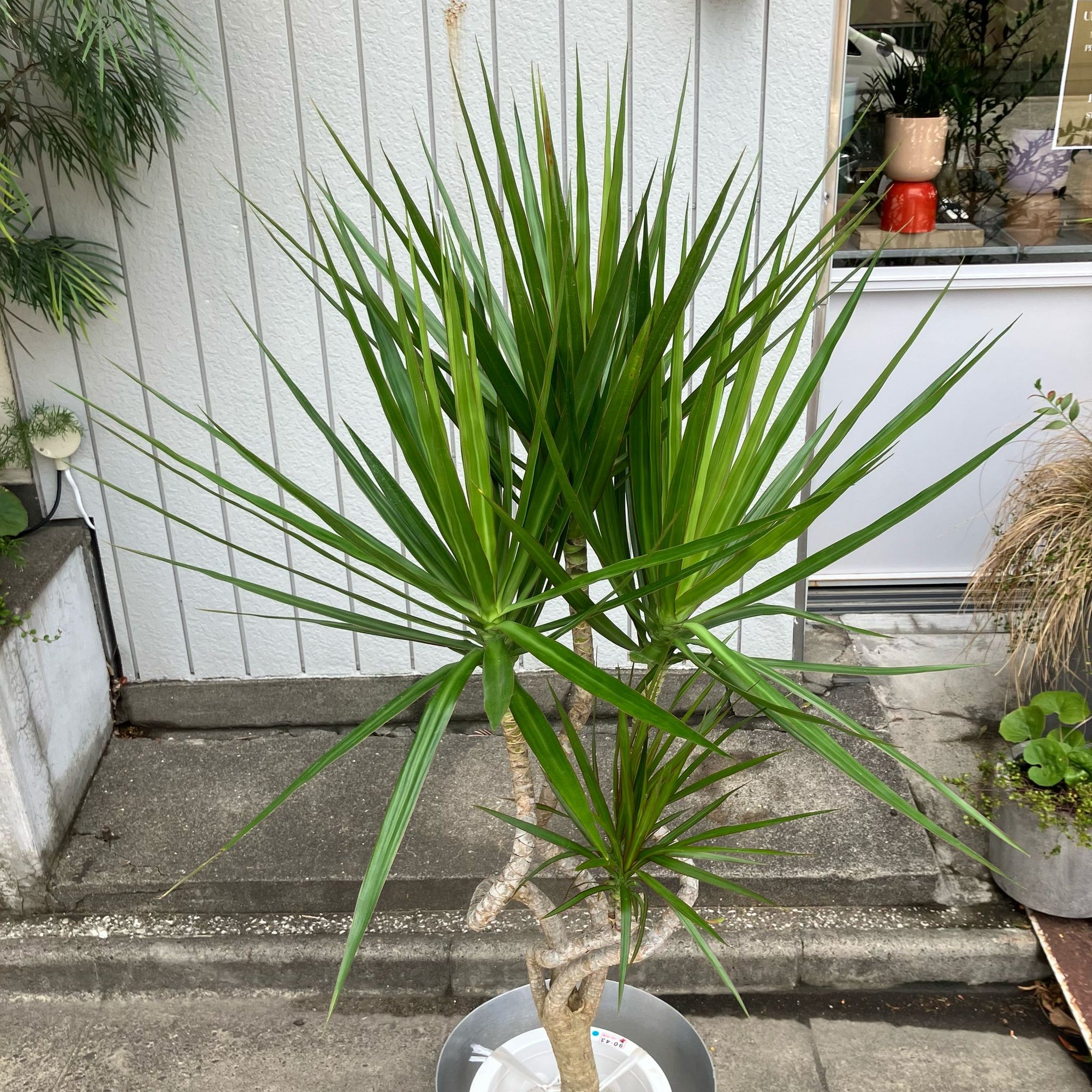 Dragon Tree ドラセナ コンシンネ 龍