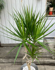 Dragon Tree ドラセナ コンシンネ 龍