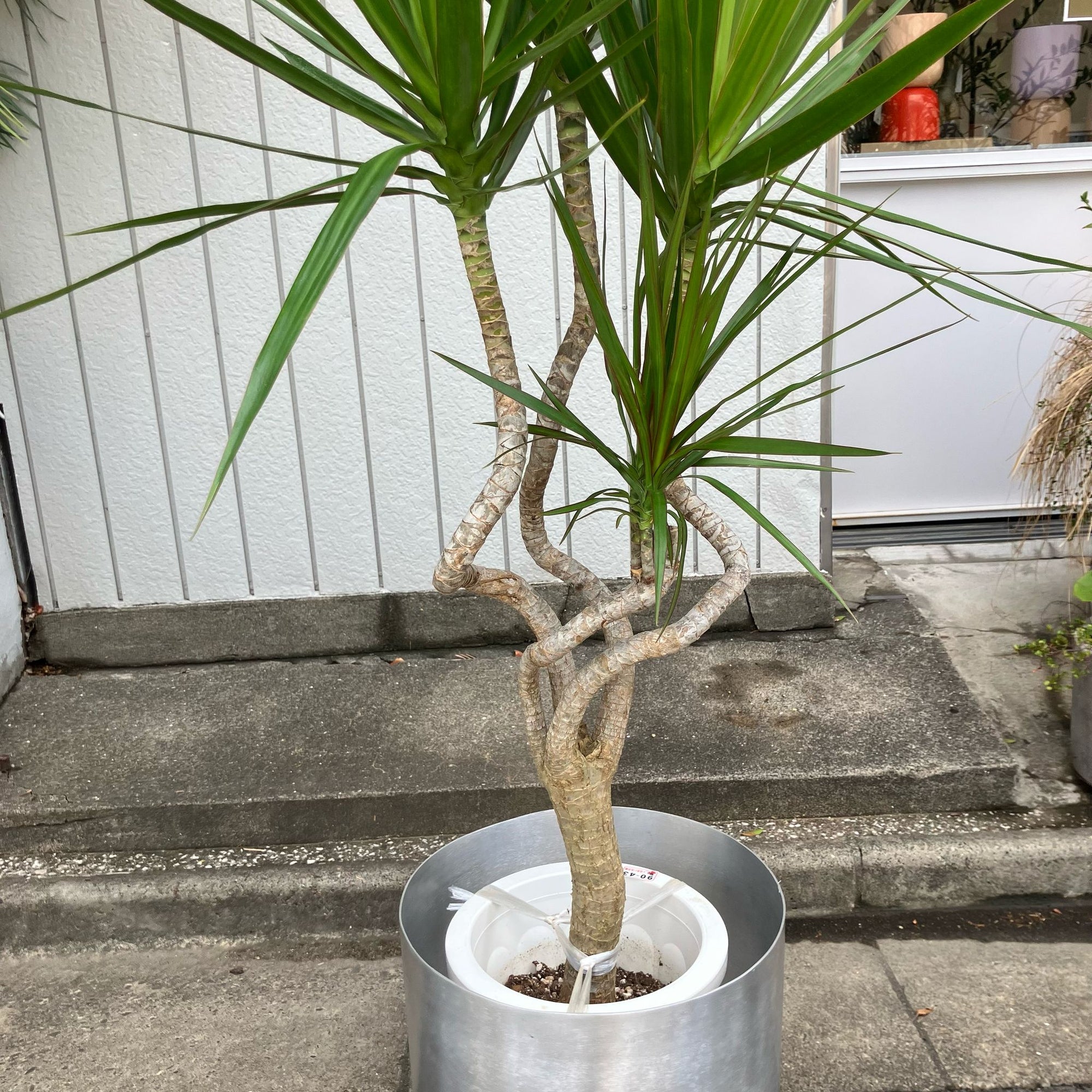 Dragon Tree ドラセナ コンシンネ 龍