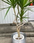 Dragon Tree ドラセナ コンシンネ 龍