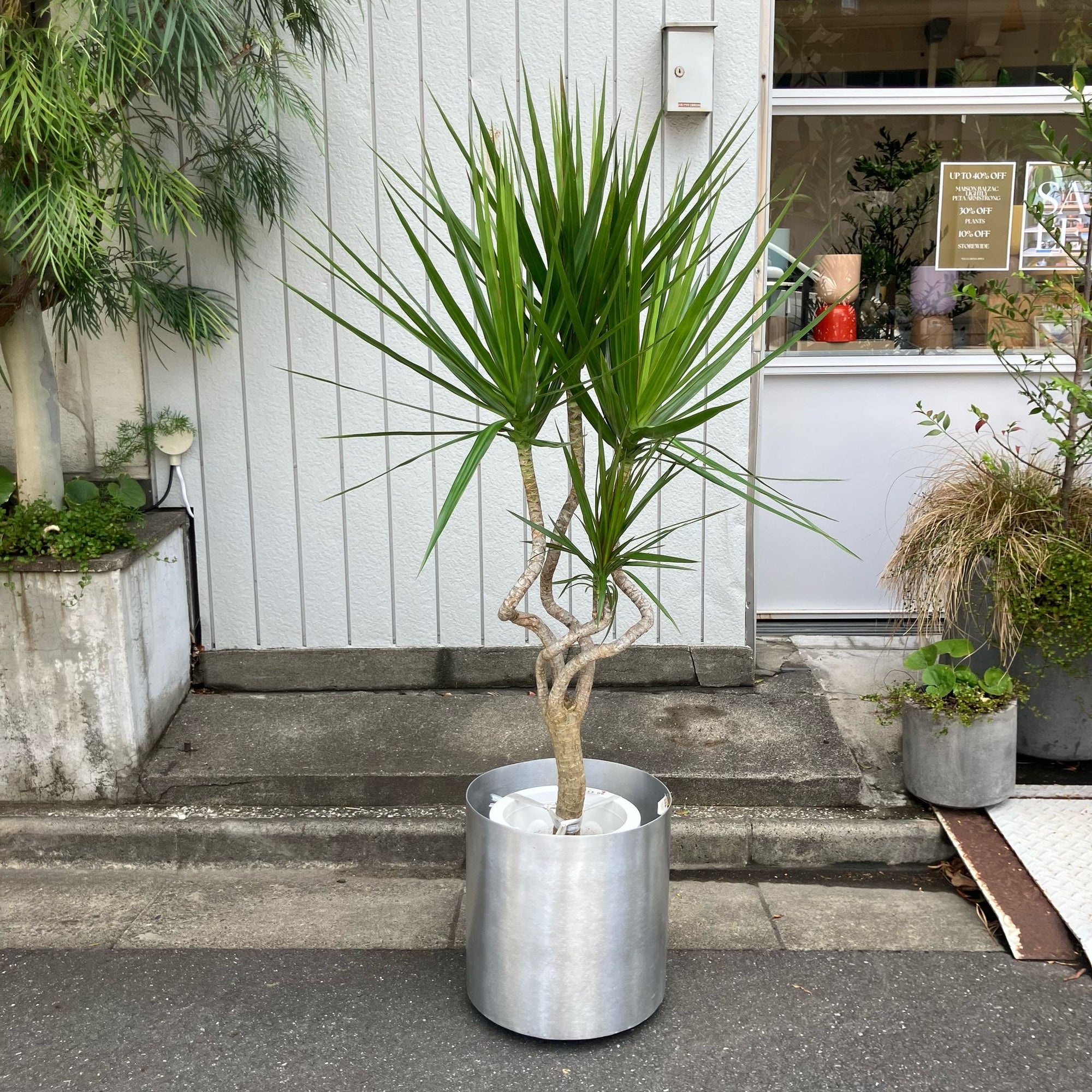 Dragon Tree ドラセナ コンシンネ 龍