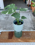 Fruit Salad Plant (Monstera deliciosa) モンステラ デリシオーサ 斑入り
