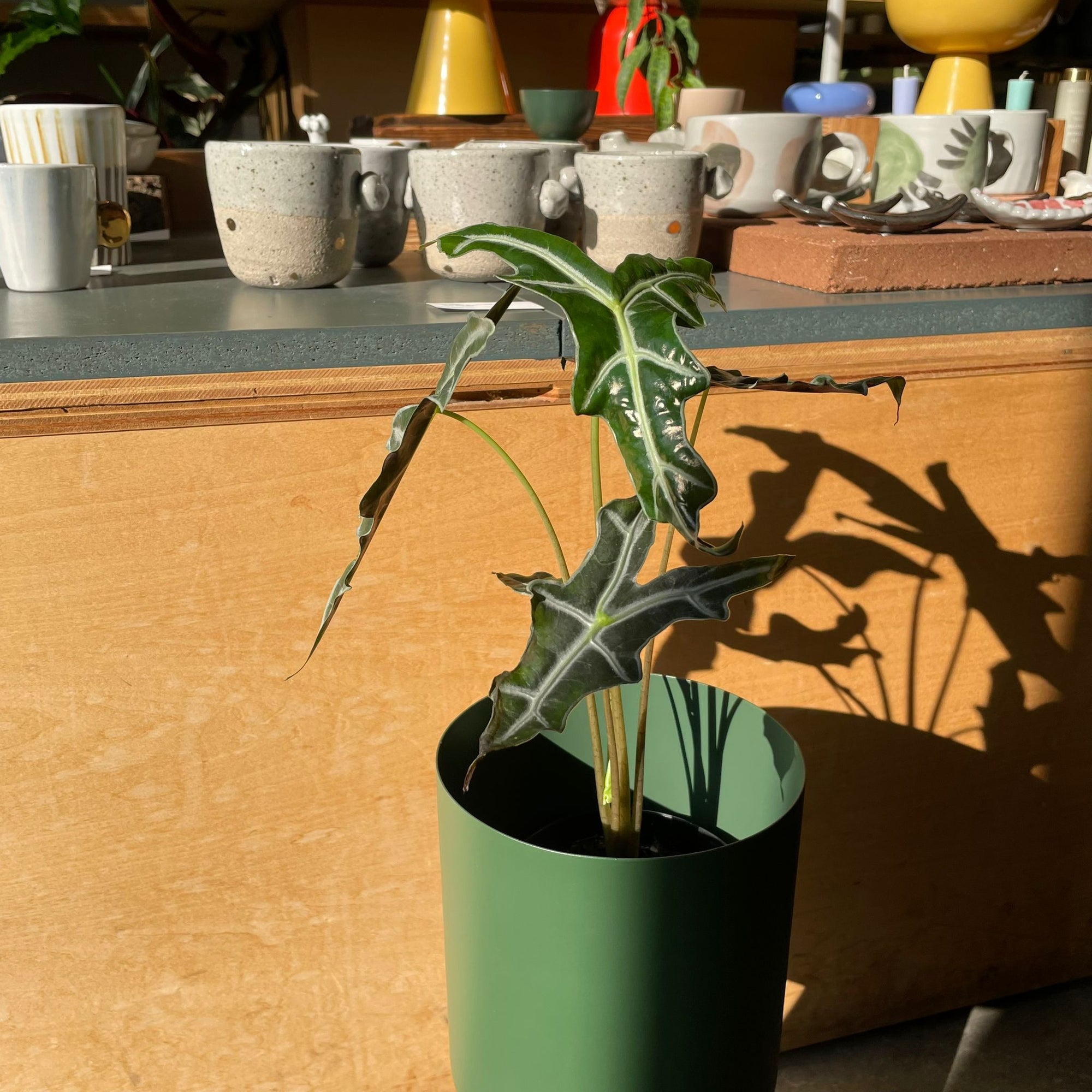 Alocasia 'Nobilis' アロカシア ノビリス