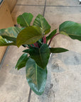 Philodendron 'Congo' フィロデンドロン コンゴ Size 7