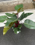 Philodendron 'Congo' フィロデンドロン コンゴ Size 7