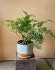 Rabbit's Foot Fern  ダバリア