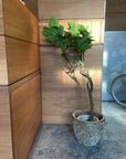 Fiddle Leaf Fig フィドル リーフ フィグ (カシワバゴムノキ)