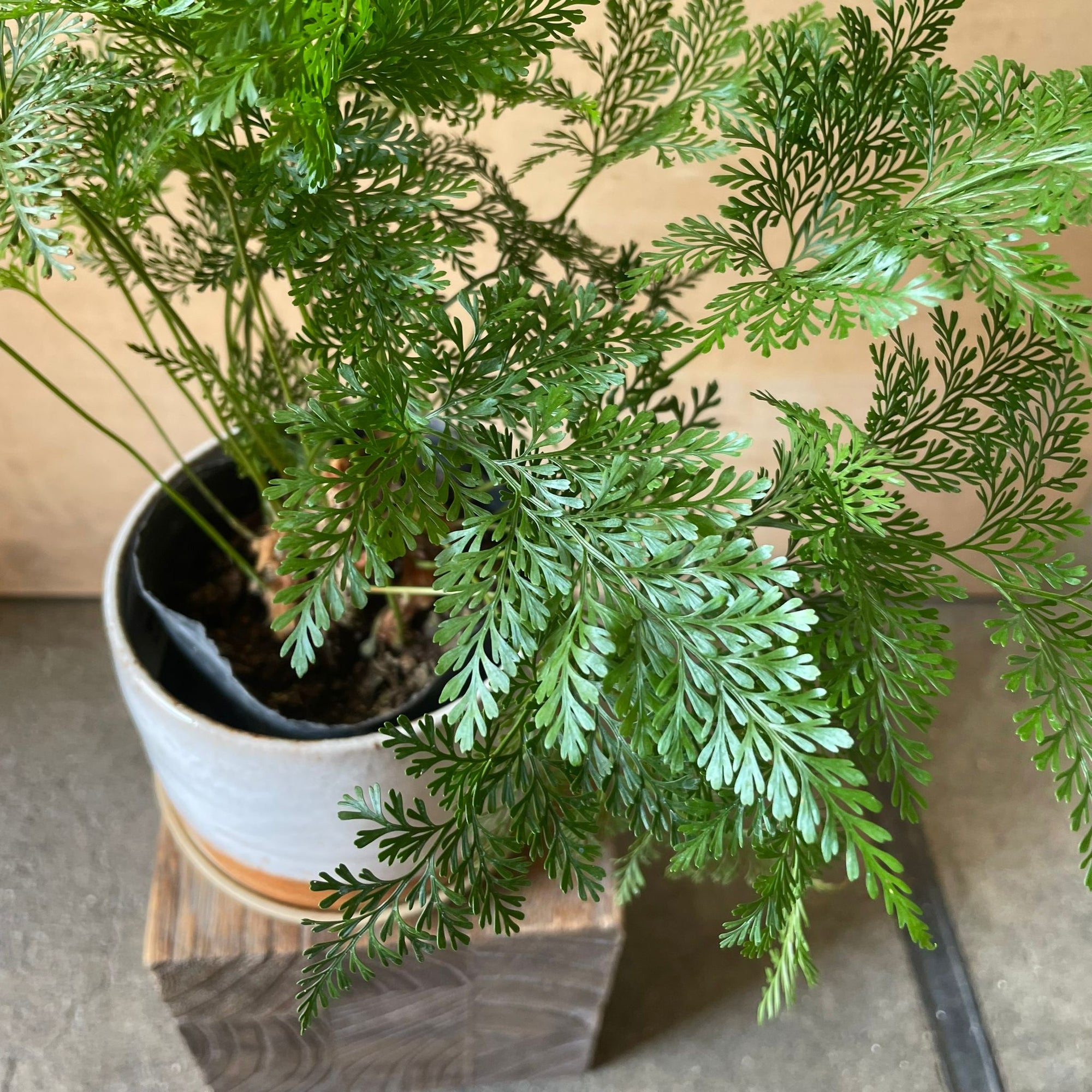 Rabbit's Foot Fern  ダバリア