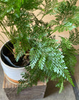 Rabbit's Foot Fern  ダバリア