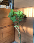 Fiddle Leaf Fig フィドル リーフ フィグ (カシワバゴムノキ)