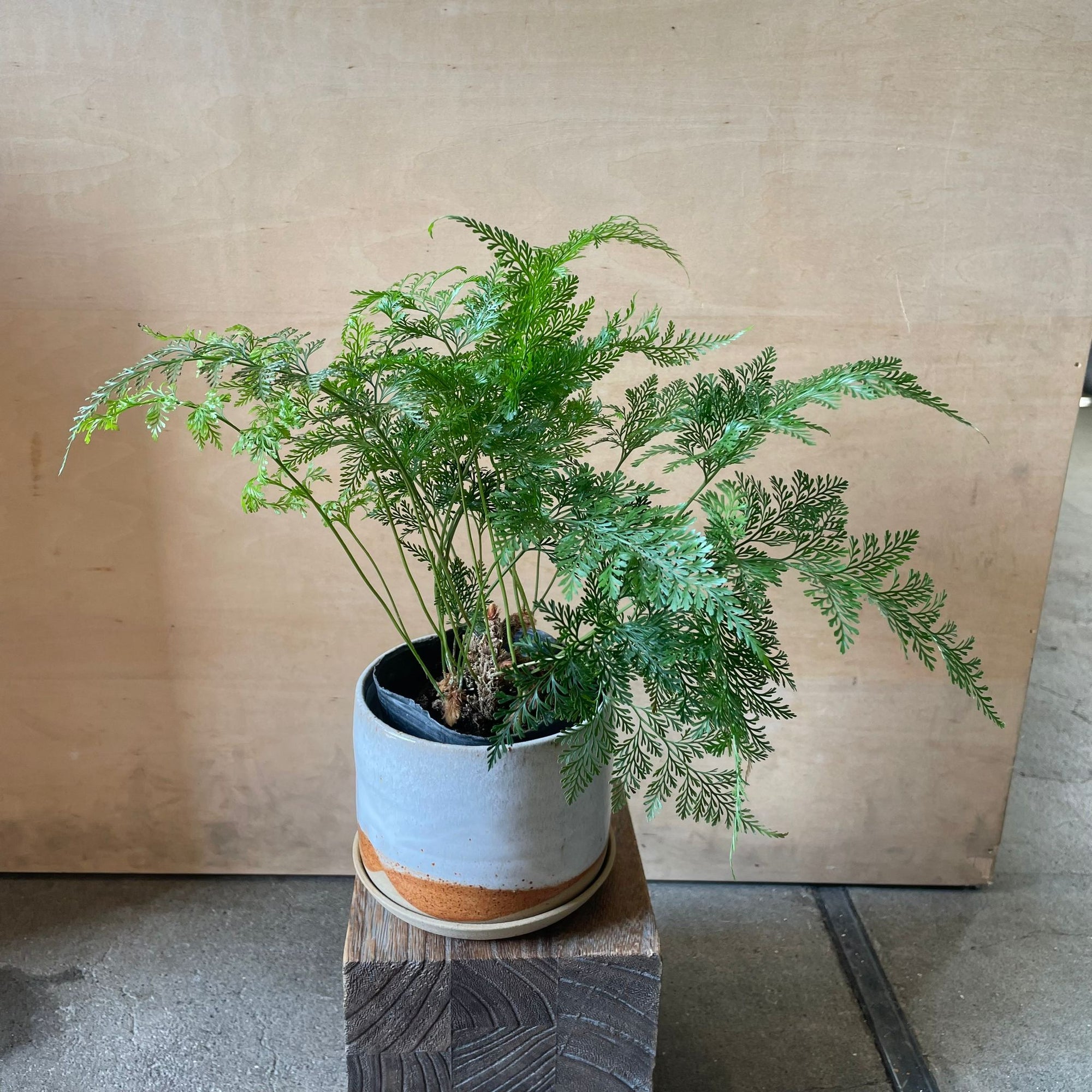 Rabbit's Foot Fern  ダバリア