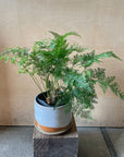 Rabbit's Foot Fern  ダバリア