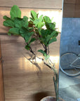 Fiddle Leaf Fig フィドル リーフ フィグ (カシワバゴムノキ)