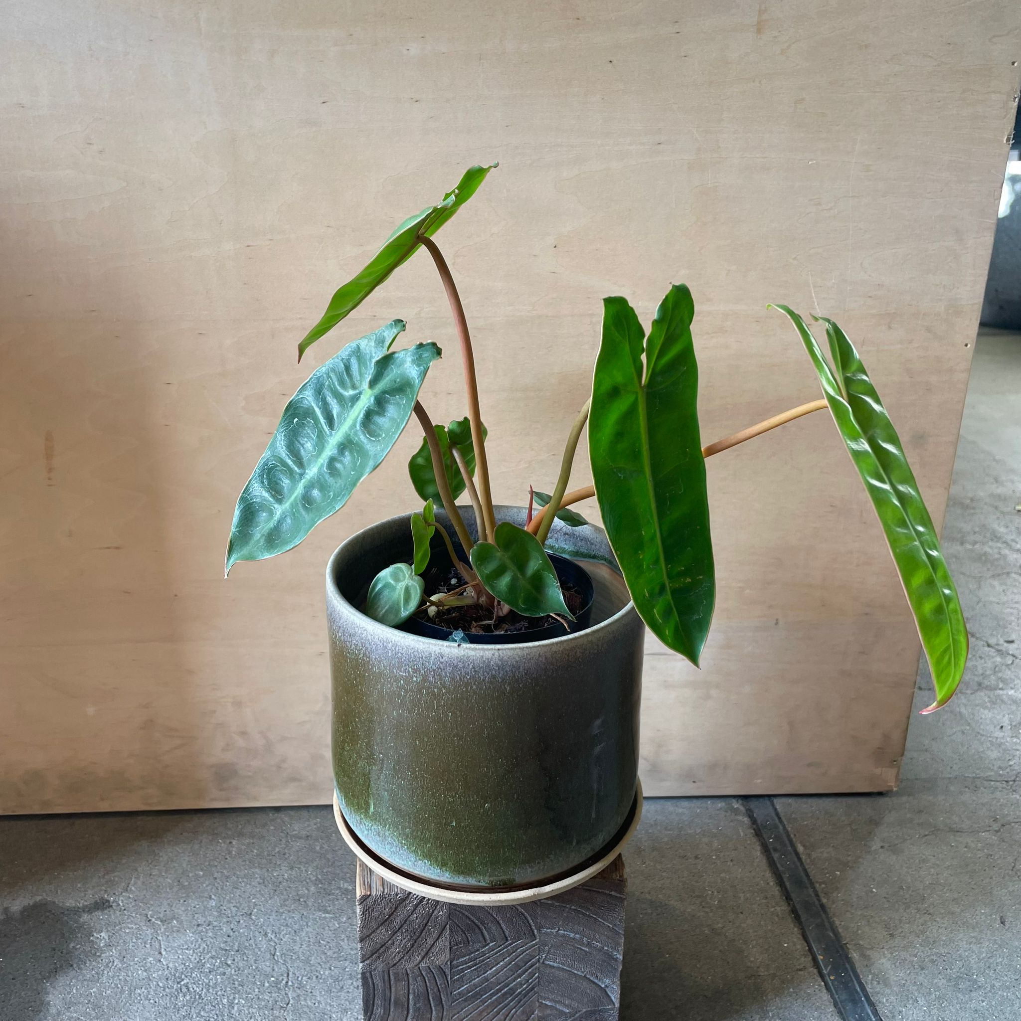 Philodendron 'Billietiae'フィロデンドロン ビレッタエ I インドア