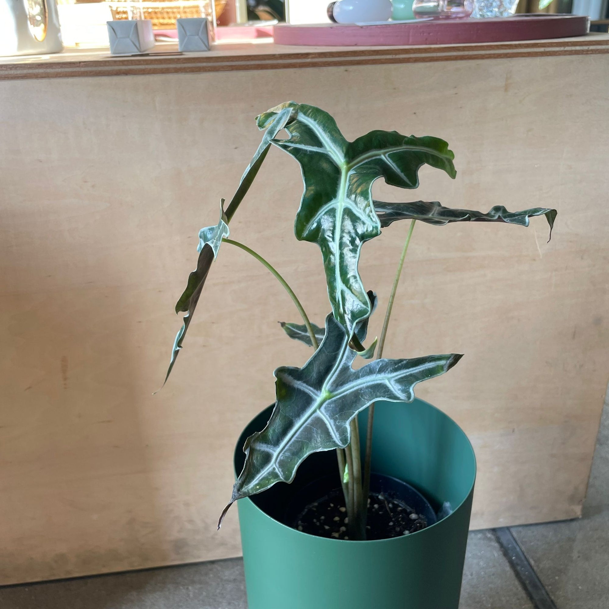 Alocasia 'Nobilis' アロカシア ノビリス