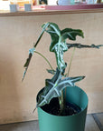 Alocasia 'Nobilis' アロカシア ノビリス