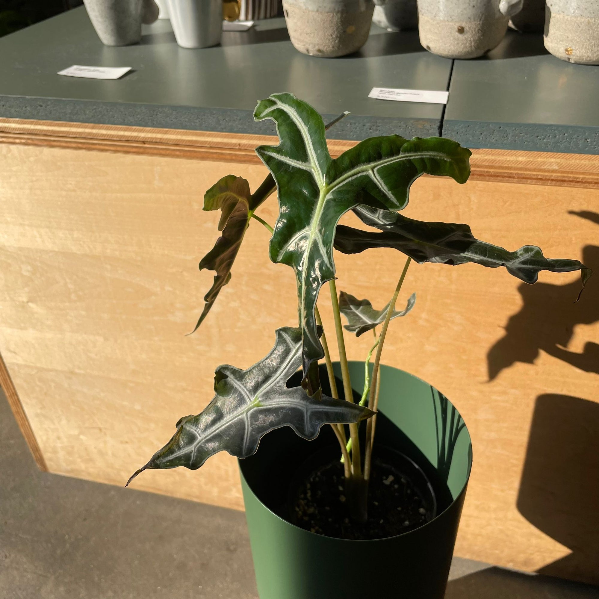 Alocasia 'Nobilis' アロカシア ノビリス