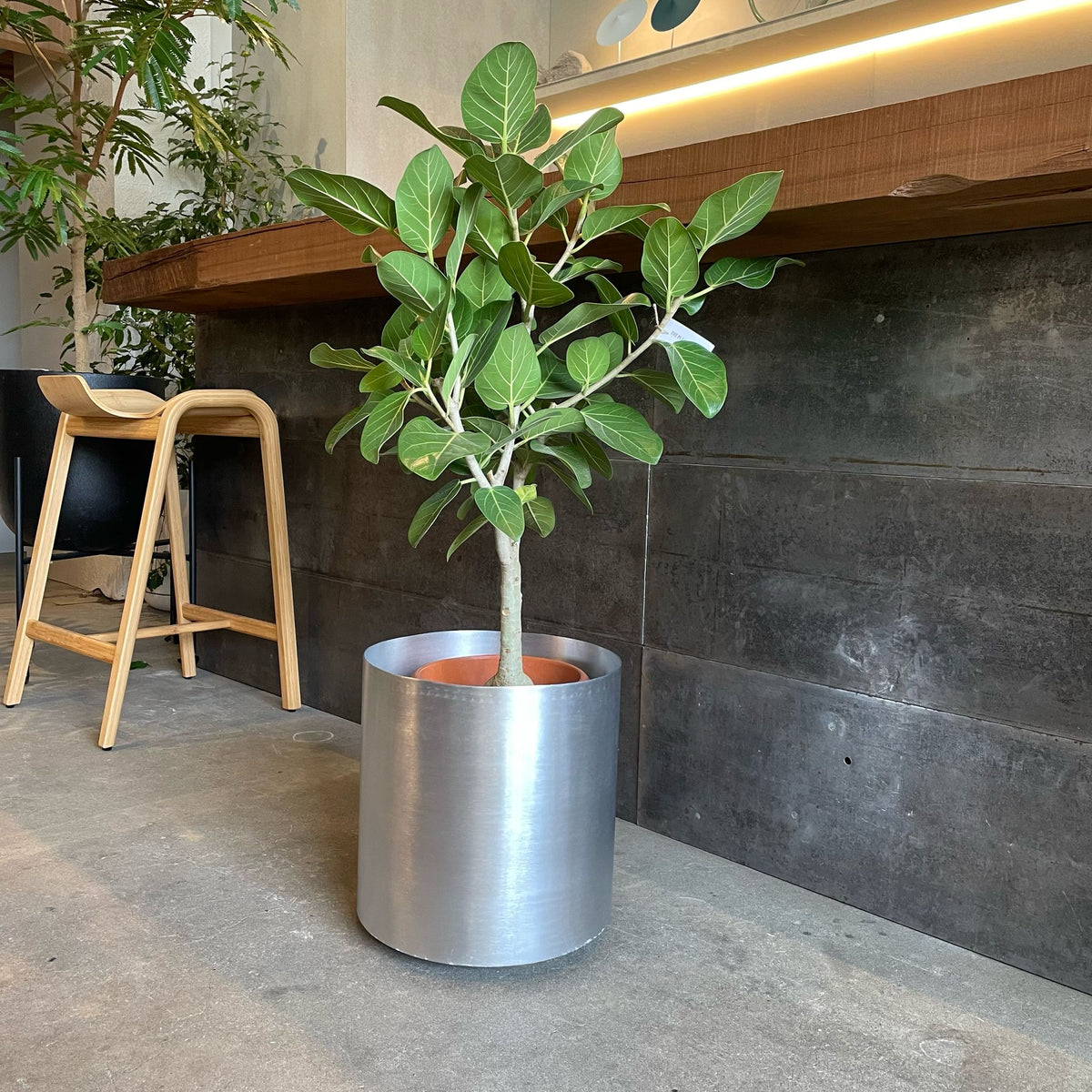 ThePlantSociety_37_22159107-