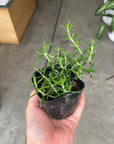 Cascading Rosemary ローズマリー (這性・半這性アソート) Size 3