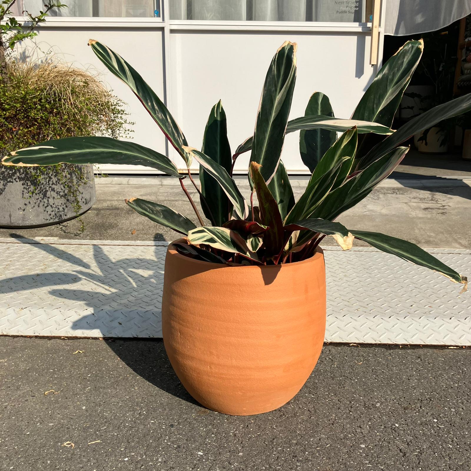テラコッタ シリンダープランター I 植木鉢 I プラントソサエティ
