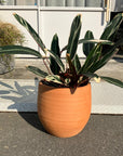 Terracotta Round Planter テラコッタ ラウンド プランター