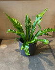 Asplenium 'Unicorn' アスプレニウム・ユニコーン