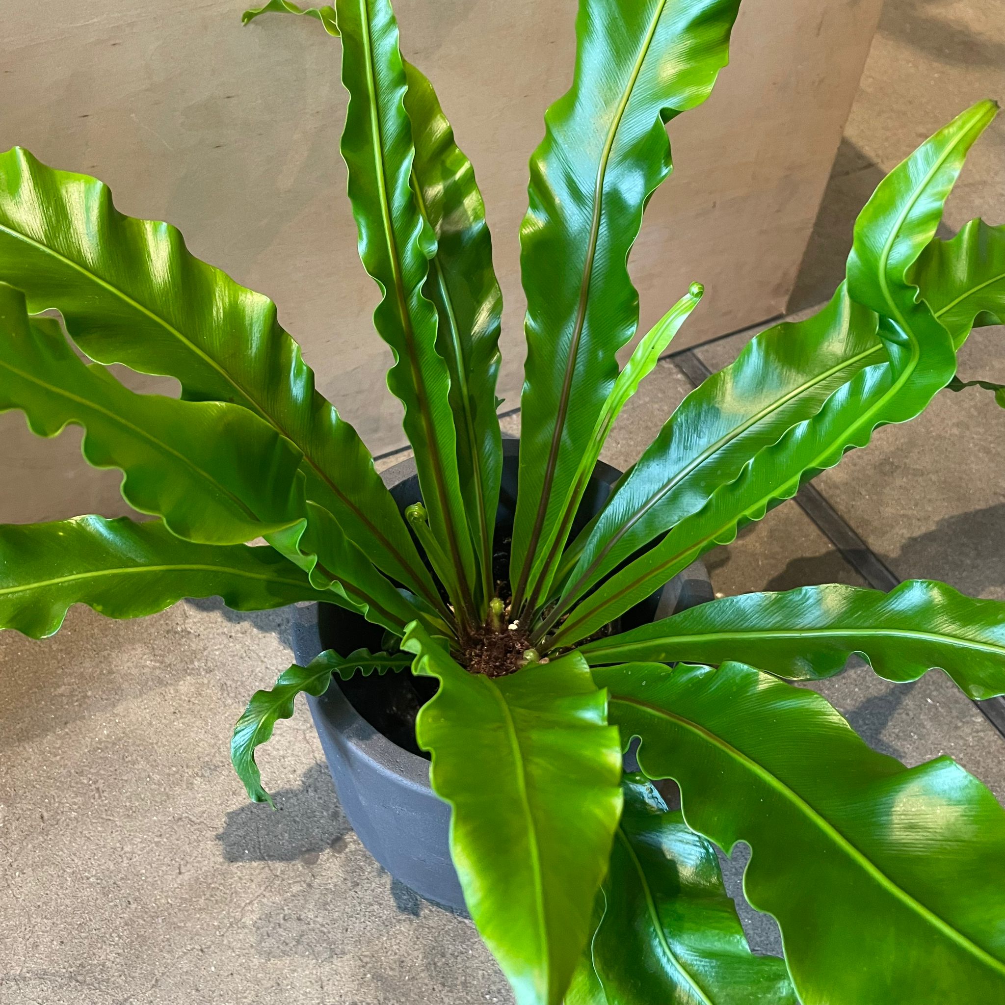 アスプレニウム・ユニコーン I インドアプランツ I プラントソサエティ