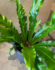 Asplenium 'Unicorn' アスプレニウム・ユニコーン