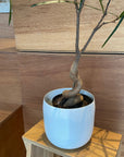 Bottle Tree ボトルツリー (ブラキキトン) 細葉