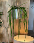 Rhipsalis リプサリス パラドクサ